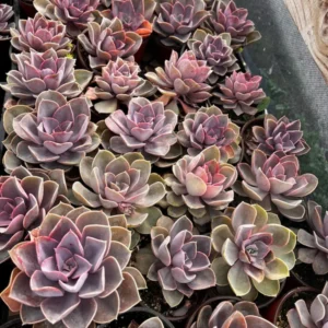 Echeveria Perle von Nurnberg Live Plant - 2 Inch Purple Succulent