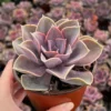 Echeveria Perle von Nurnberg Live Plant - 2 Inch Purple Succulent