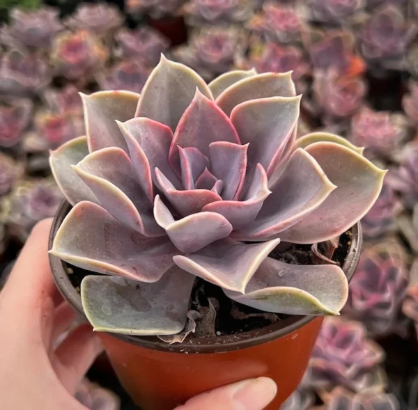 Echeveria Perle von Nurnberg Live Plant - 2 Inch Purple Succulent