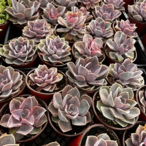 Echeveria Perle von Nurnberg Live Plant - 2 Inch Purple Succulent