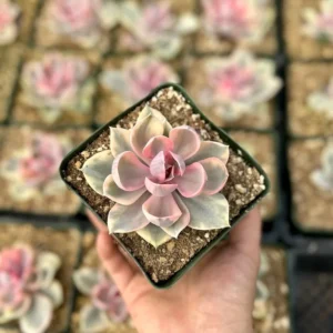 Echeveria Rainbow Variegated Succulent Plant 3.5