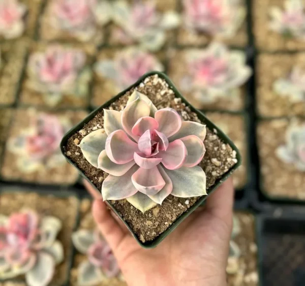 Echeveria Rainbow Variegated Succulent Plant 3.5" Pink Rare Echeveria