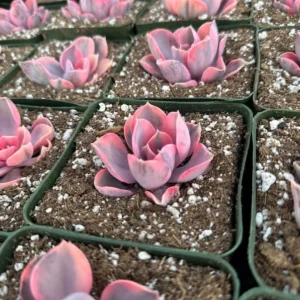 Echeveria Rainbow Variegated Succulent Plant 3.5" Pink Rare Echeveria