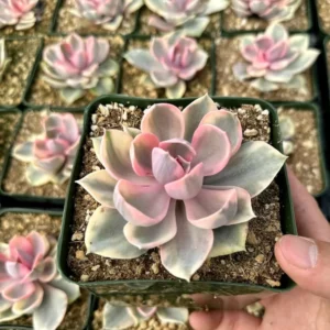 Echeveria Rainbow Variegated Succulent Plant 3.5
