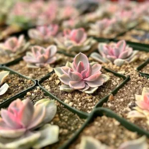 Echeveria Rainbow Variegated Succulent Plant 3.5