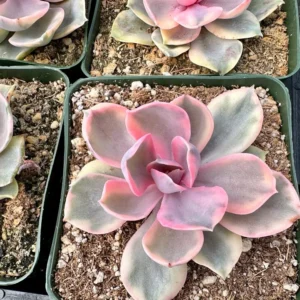 Echeveria Rainbow Variegated Succulent Plant 3.5