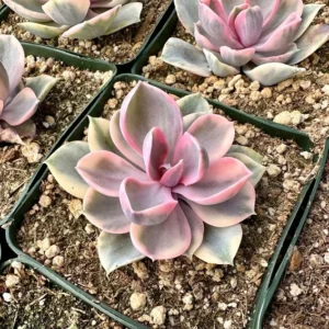 Echeveria Rainbow Variegated Succulent Plant 3.5