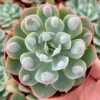 Echeveria Raindrops Rare Succulent Rooted Plant in 4 inch pot - Unique Home Decor