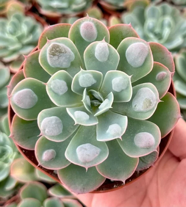 Echeveria Raindrops Rare Succulent Rooted Plant in 4 inch pot - Unique Home Decor