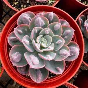 Echeveria Raindrops Rare Succulent Rooted Plant in 4 inch pot - Unique Home Decor