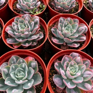 Echeveria Raindrops Rare Succulent Rooted Plant in 4 inch pot - Unique Home Decor