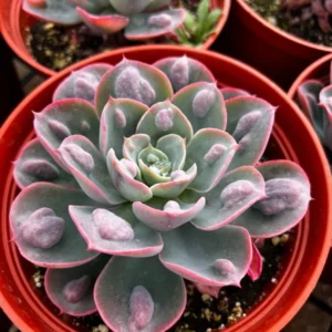 Echeveria Raindrops Rare Succulent Rooted Plant in 4 inch pot - Unique Home Decor