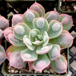Echeveria Raindrops Rare Succulent Rooted Plant in 4 inch pot - Unique Home Decor
