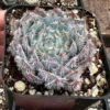 Echeveria Setosa Mexican Firecracker - Fuzzy Exotic Succulent - 2 Inch Pot - Unique Texture