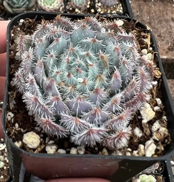 Echeveria Setosa Mexican Firecracker - Fuzzy Exotic Succulent - 2 Inch Pot - Unique Texture