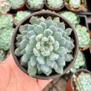 Echeveria Setosa Mexican Firecracker - Fuzzy Exotic Succulent - 2 Inch Pot - Unique Texture