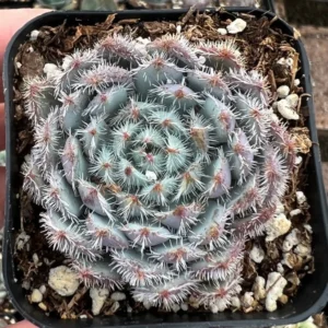 Echeveria Setosa Mexican Firecracker - Fuzzy Exotic Succulent - 2 Inch Pot - Unique Texture