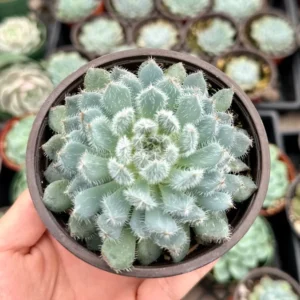 Echeveria Setosa Mexican Firecracker - Fuzzy Exotic Succulent - 2 Inch Pot - Unique Texture