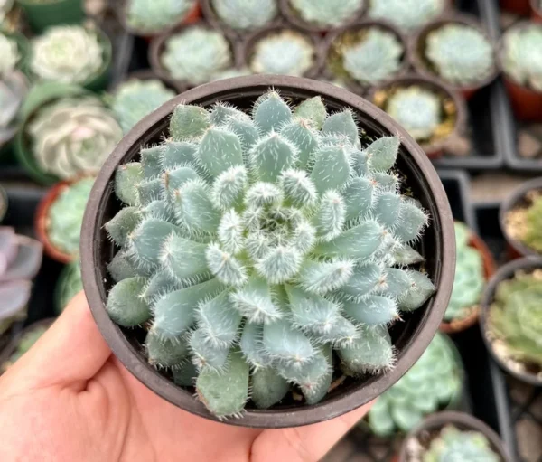 Echeveria Setosa Mexican Firecracker - Fuzzy Exotic Succulent - 2 Inch Pot - Unique Texture