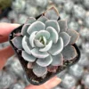 Echeveria Subsessilis Rosette Succulent Live Plant 2in Pot Blue Echeveria