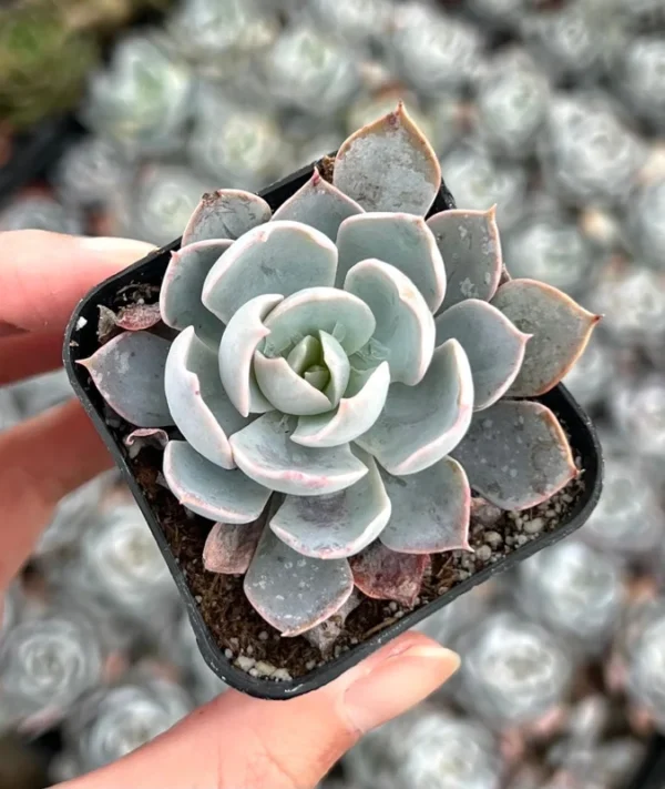 Echeveria Subsessilis Rosette Succulent Live Plant 2in Pot Blue Echeveria