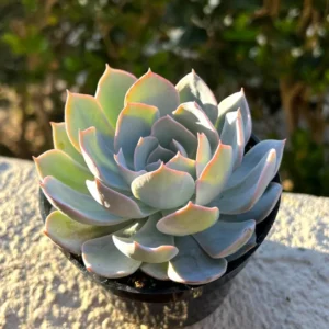 Echeveria Subsessilis Rosette Succulent Live Plant 2in Pot Blue Echeveria