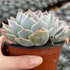 Echeveria Subsessilis Rosette Succulent Live Plant 2in Pot Blue Echeveria