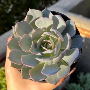 Echeveria Subsessilis Rosette Succulent Live Plant 2in Pot Blue Echeveria