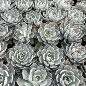 Echeveria Subsessilis Rosette Succulent Live Plant 2in Pot Blue Echeveria