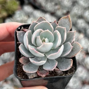 Echeveria Subsessilis Rosette Succulent Live Plant 2in Pot Blue Echeveria