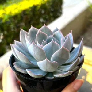 Echeveria Subsessilis Rosette Succulent Live Plant 2in Pot Blue Echeveria
