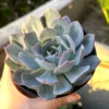 Echeveria Subsessilis Rosette Succulent Live Plant 2in Pot Blue Echeveria