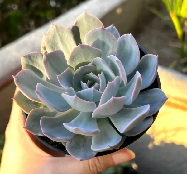 Echeveria Subsessilis Rosette Succulent Live Plant 2in Pot Blue Echeveria