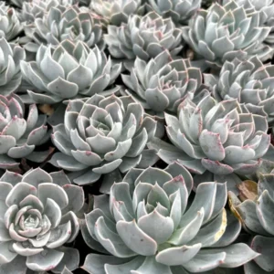 Echeveria Subsessilis Rosette Succulent Live Plant 2in Pot Blue Echeveria