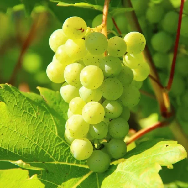 Edelweiss Grape Vine - Bare Root Live Plant - White Grape Variety