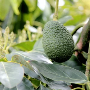 Edranol Avocado Tree - 1 ft Grafted Fruit Tree - Ships in Bag