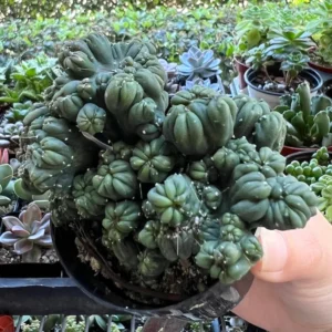 Ming Thing Cactus Cereus Forbesii Monstrose Rare Cactus Small Plant 3.5 inch