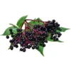 Elderberry Plant 4-Pack Potted Plants - Hardy Fruit Shrubs for Culinary Use