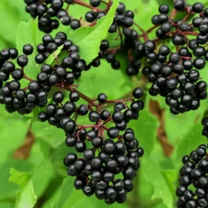Elderberry Plant 4-Pack Potted Plants - Hardy Fruit Shrubs for Culinary Use