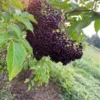Elderberry Plant Sambucus Canadensis Shrub - 6-12 Inch Qt Pot