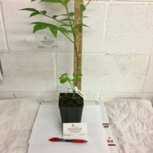 Elderberry Plant Sambucus Canadensis Shrub - 6-12 Inch Qt Pot