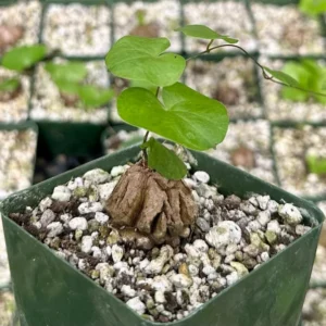 Elephant's Foot Plant - Dioscorea Elephantipes Seeds - Exotic Plant Seedlings 4