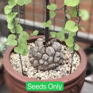 Elephant's Foot Plant - Dioscorea Elephantipes Seeds - Exotic Plant Seedlings 4" Pot