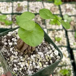 Elephant's Foot Plant - Dioscorea Elephantipes Seeds - Exotic Plant Seedlings 4
