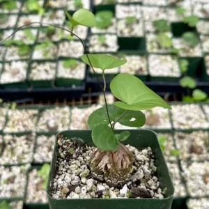 Elephant's Foot Plant - Dioscorea Elephantipes Seeds - Exotic Plant Seedlings 4