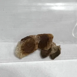 Elephant's Foot Plant - Dioscorea Elephantipes Seeds - Exotic Plant Seedlings 4