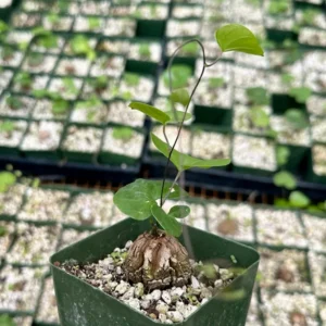 Elephant's Foot Plant - Dioscorea Elephantipes Seeds - Exotic Plant Seedlings 4