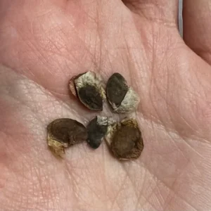 Elephant's Foot Plant - Dioscorea Elephantipes Seeds - Exotic Plant Seedlings 4