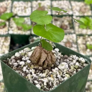 Elephant's Foot Plant - Exotic Rare Live Plant in 4
