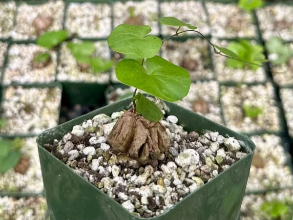 Elephant's Foot Plant - Exotic Rare Live Plant in 4" Pot